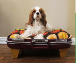 Repurposed Suitcase to Dog Bed