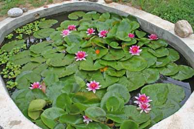 how-to-install-a-water-garden-pond-17