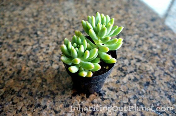 mini-succulent-plants-3
