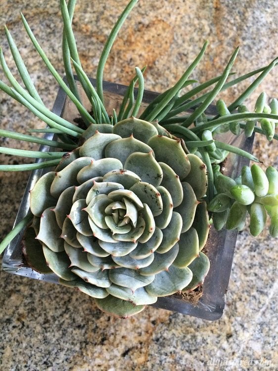 Planting Succulents in a Glass Bowl