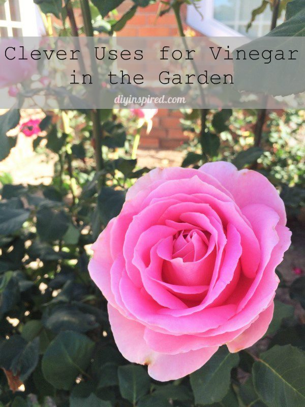 Clever Uses for Vinegar in the Garden- DIY Inspired