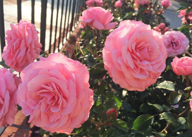 Basic Tips for Watering and Pruning Roses