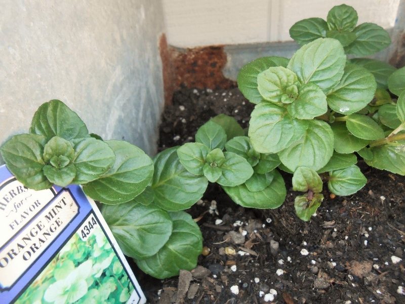 Growing Herbs Successfully - Orange Mint