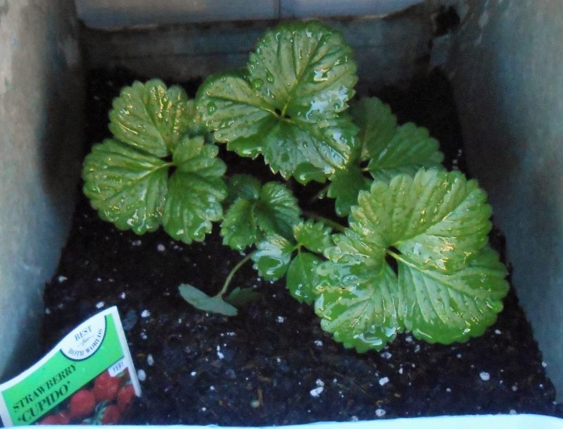 Growing Herbs Successfully - Strawberries
