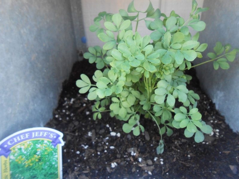 Growing Herbs Successfully Sweet Marjoram