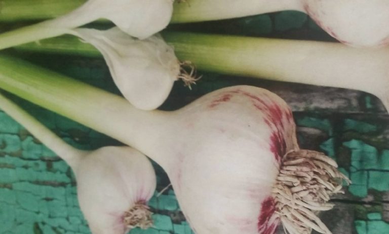 Everything You Need to Know to Grow Your Own Garlic