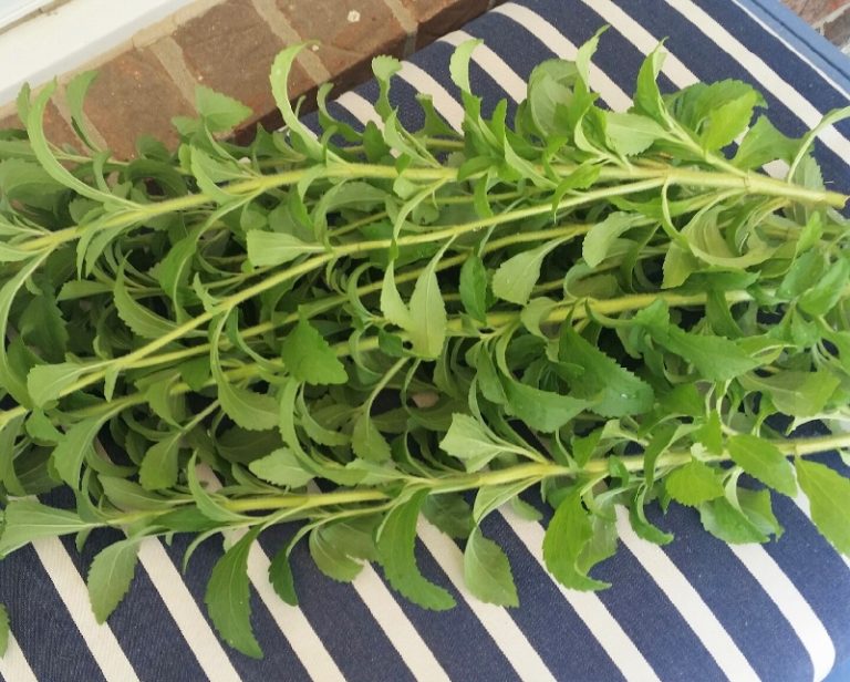The 911 on How to Harvest Stevia
