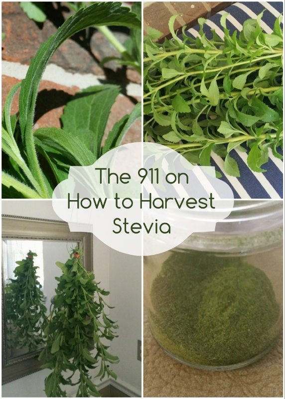 The 911 on How to Harvest Stevia - DIY Inspired