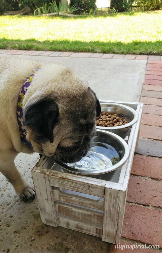 DIY Dog Bowl Stand - DIY Inspired