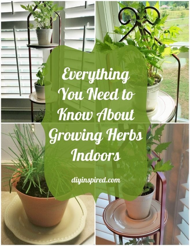 Everything You Need to Know About Growing Herbs Indoors - DIY Inspired