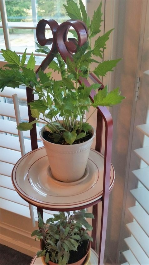 Growing Herbs Indoors (1)