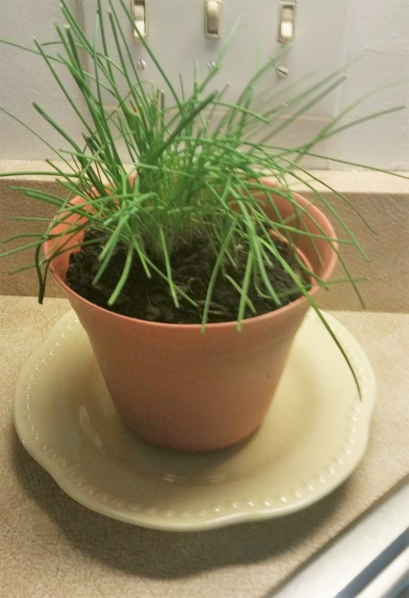 Growing Herbs Indoors (5)