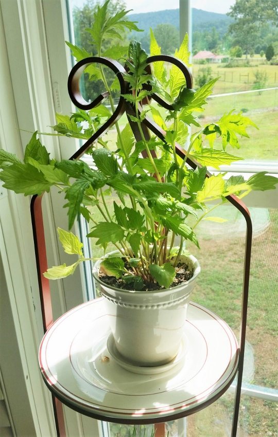 Growing Herbs Indoors (6)