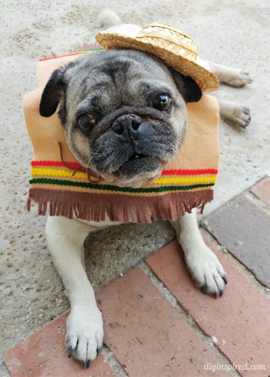 DIY Dog Halloween Costume - DIY Inspired