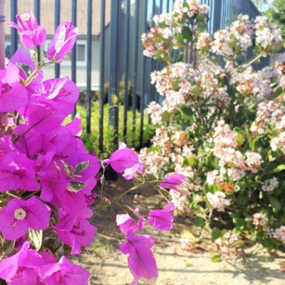 Adding Color Outdoors: How to Plant Bougainvillea