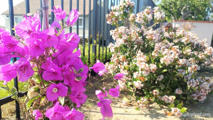 Adding Color Outdoors: How to Plant Bougainvillea