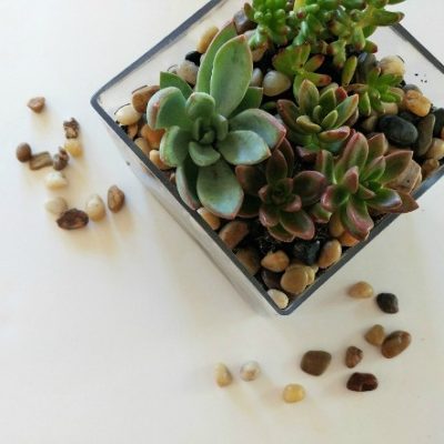 DIY Mini Succulent Garden